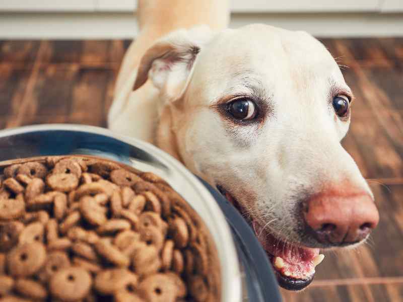 Digestive Enzymes For Dogs: The Unsung Heroes For Dog Gut Health