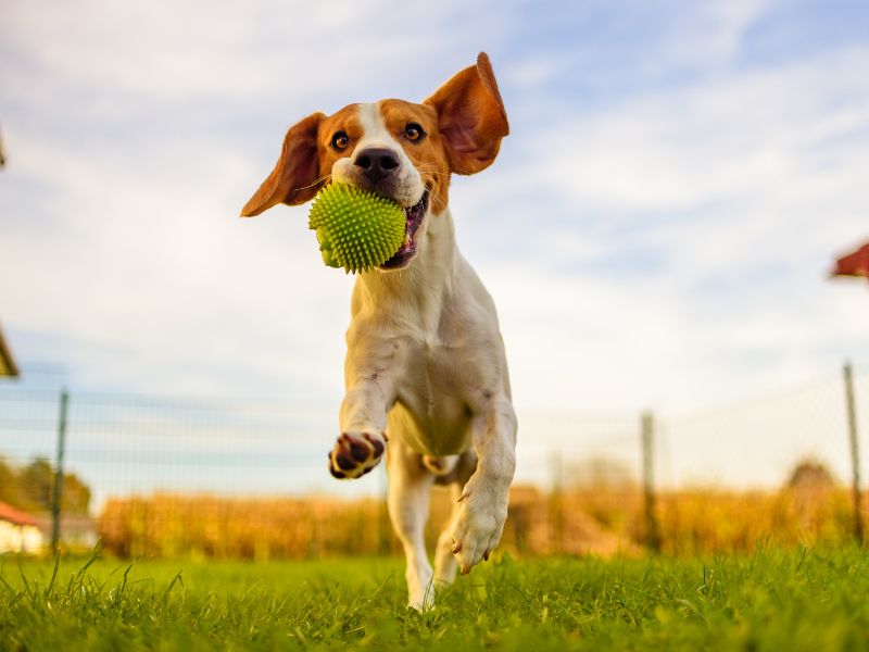 A happy dog bounds playfully and catches a ball because of excellent joint health