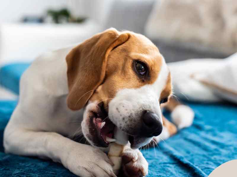 Photo: A beagle eats a dental chew for good clean teeth.
