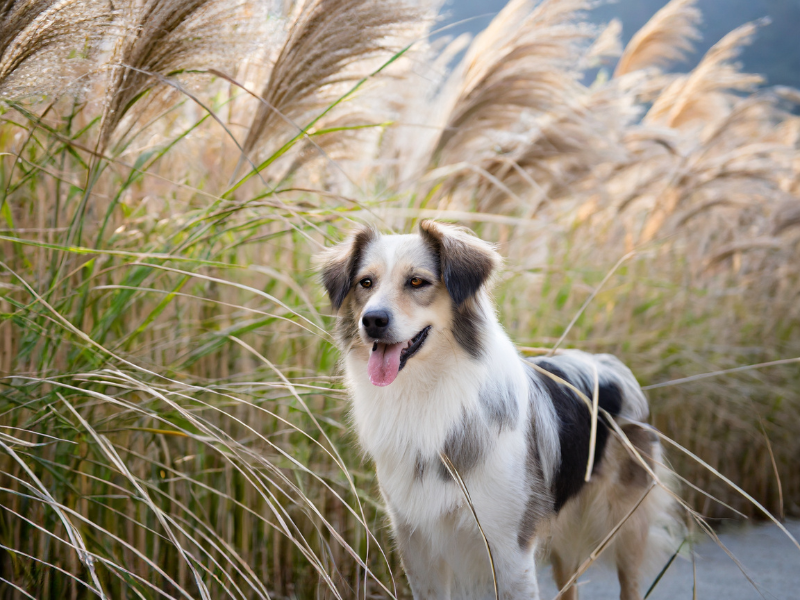 Miscanthus Giganteus: Not Just Another Pretty Fiber For Dogs