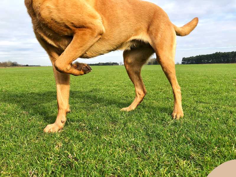 Muscle Atrophy in Dogs: How to Spot the Signs And Manage