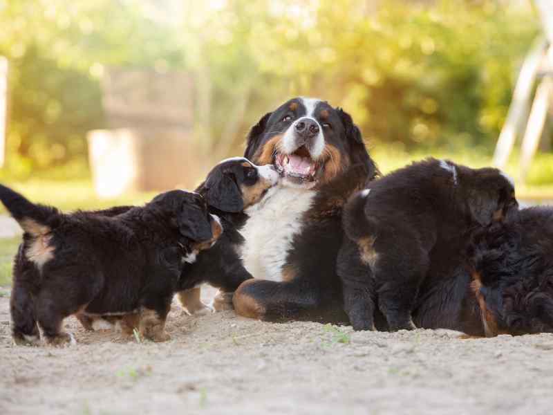Photo: A happy Bernese Mountain Dog mama smiles with her puppies.