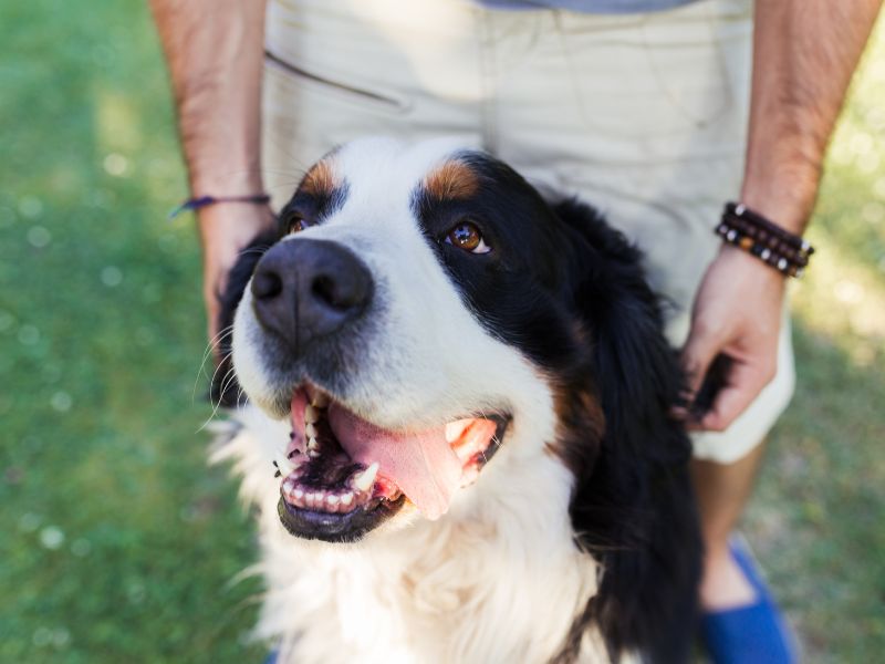 Photo: A happy Bernese Mountain Dog smiles in front of its owner.