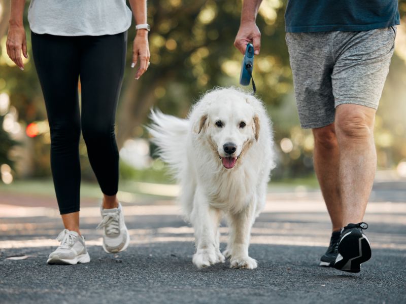 The Role of Exercise in Maintaining Joint Health in Dogs