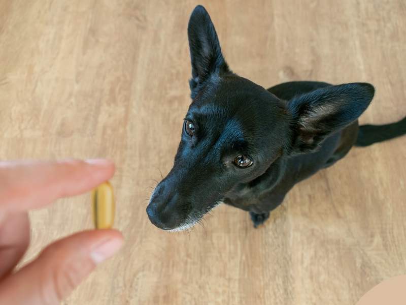 The Role of Vitamin D in Dogs: Importance for Bone and Muscle Health