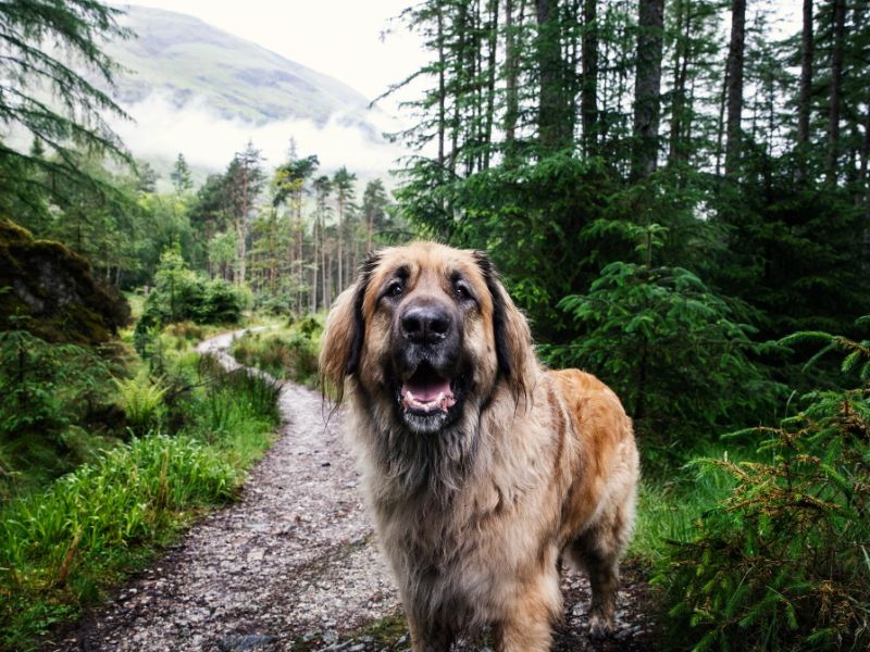 A large Breed dog enjoys a walk in the woods