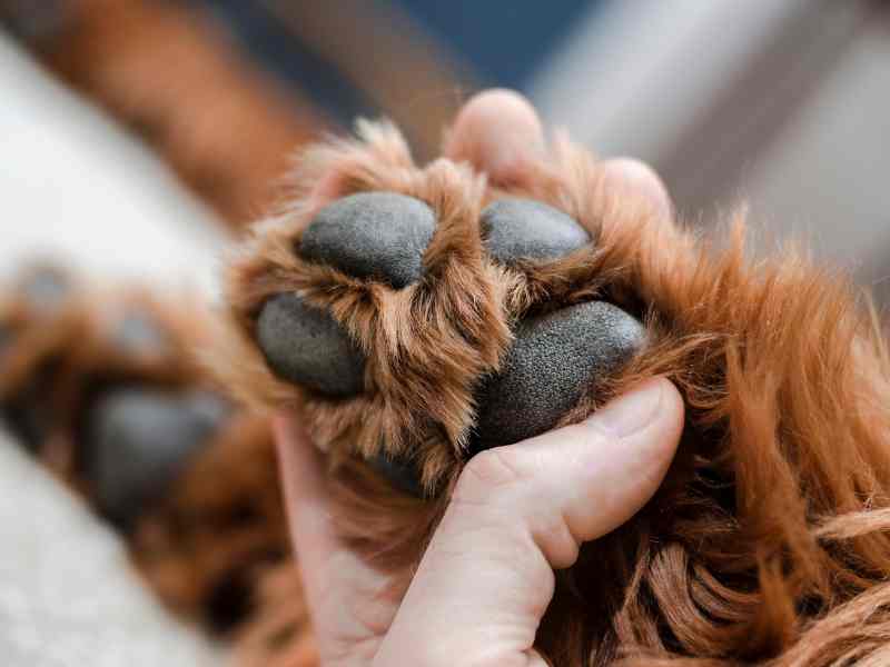 Photo: A healthy Golden Retriever dog paw.