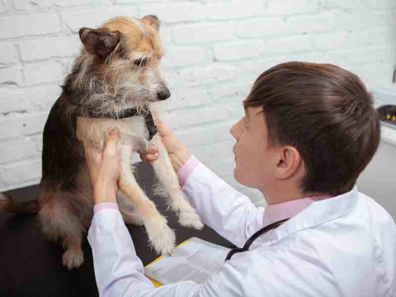 Cartilage Health In Dogs: How To Protect And Preserve It