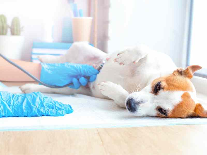 Gut Health During Dog Pregnancy and Lactation: What You Need to Know