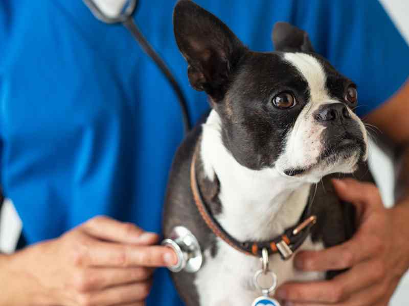 The Link between Oral Health and Heart Disease in Dogs