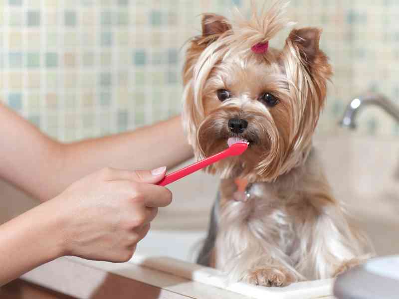 Photo: A yorkie brushes its teeth with enzymatic toothpaste for dogs.