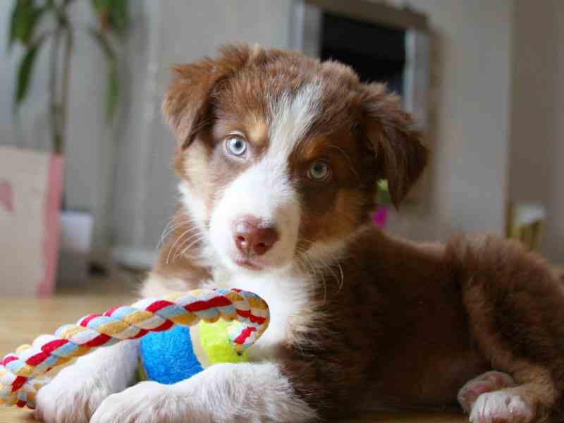 Photo: An Australian Shepherd Puppy with blue eyes plays with a chew toy.