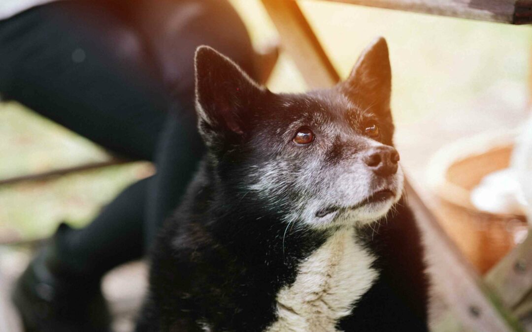Joint Health in Senior Dogs: Getting Older Doesn’t Have To Be Harder