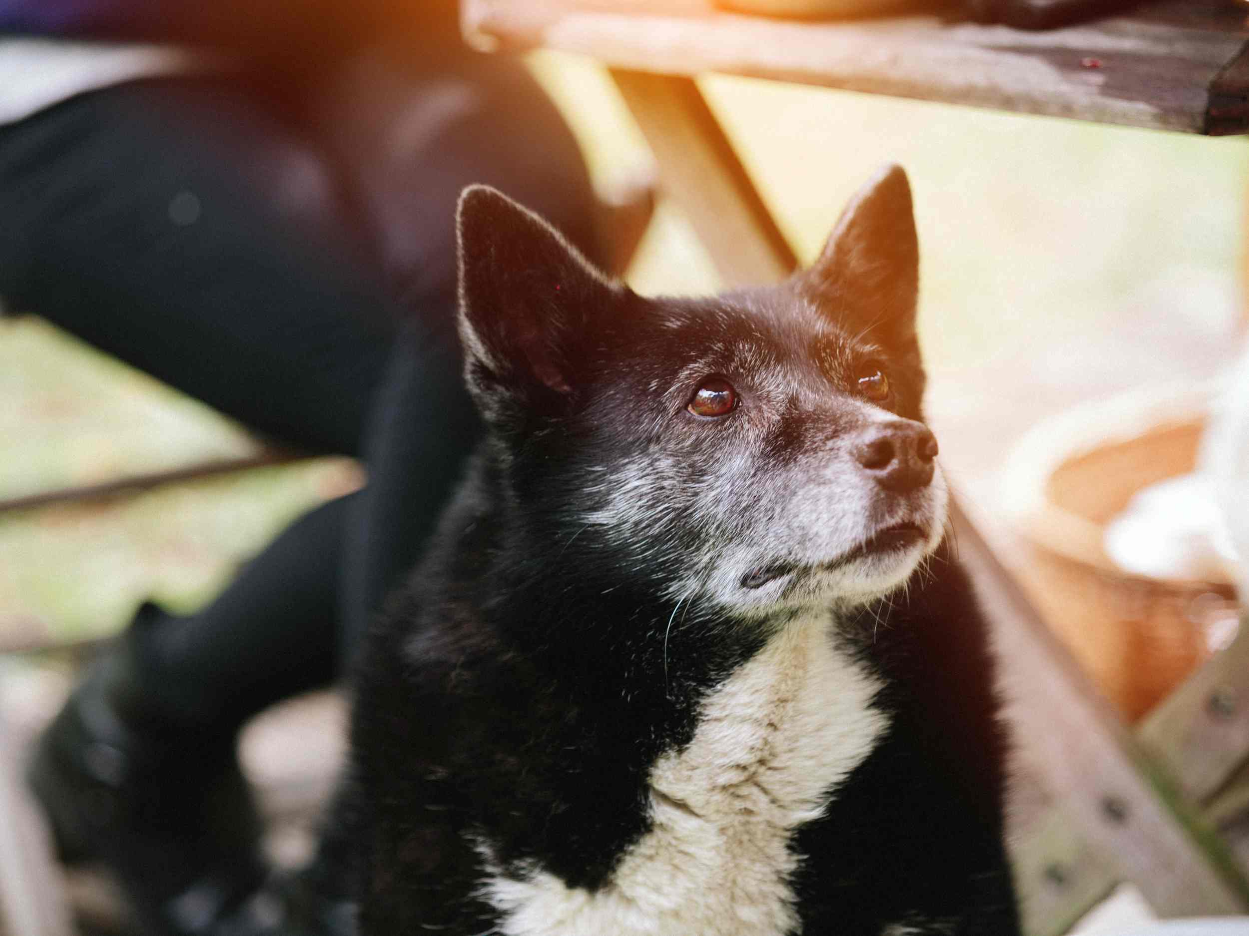 An old mixed Collie stares peacefully off in the distance.