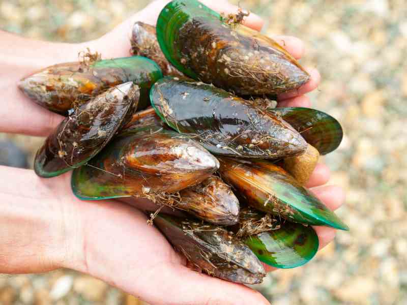 Photo: A handful of Green Lipped mussels offers joint health benefits for dogs.