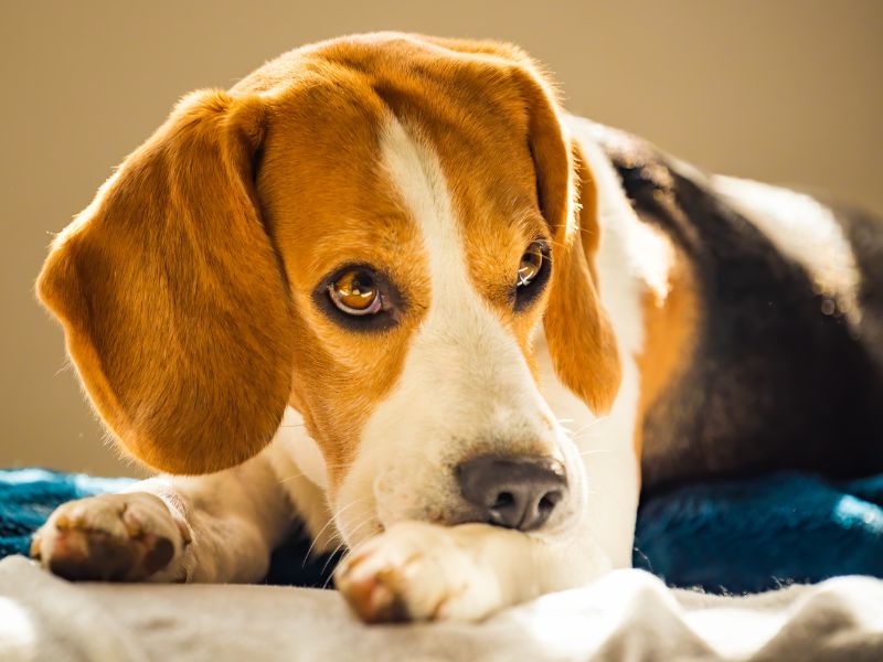 A beagle with joint issues is sad and in pain