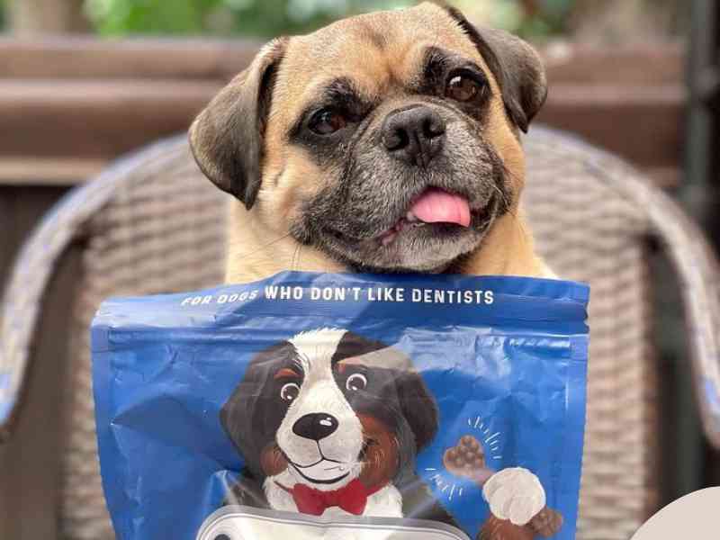 Photo: Rumi The Whirling Puggle sits with a bag of Bernies Charming Chompers.