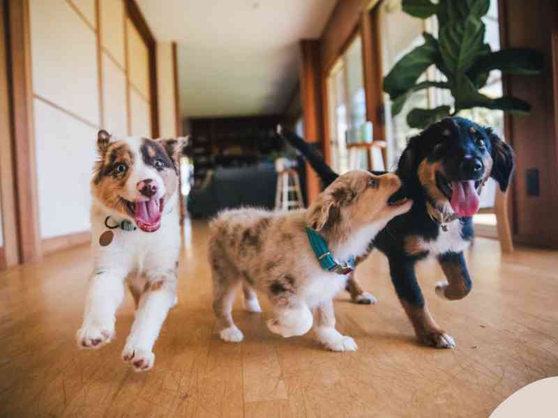 Photo: Three puppies run playfully in a house.