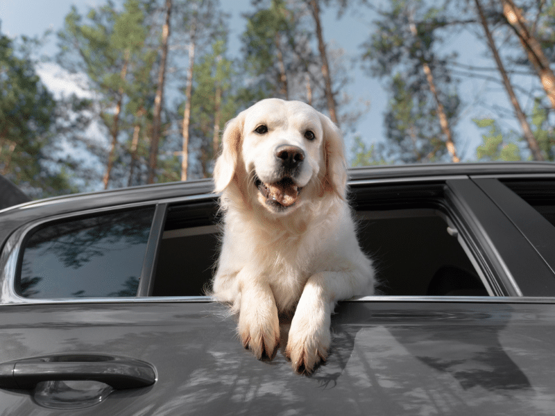 Image of a Golden Retriever poking their head out the car window.