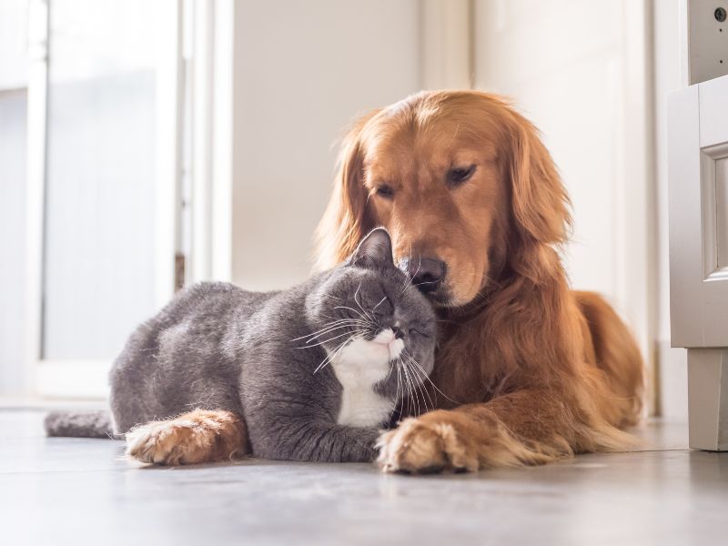 Dogs are different from cats but still can be friends.