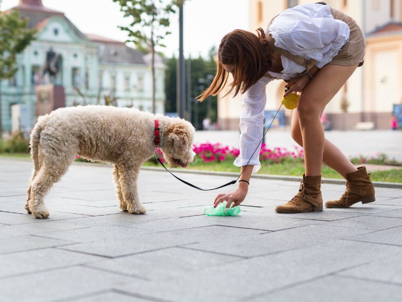 How to make dog poop smell better