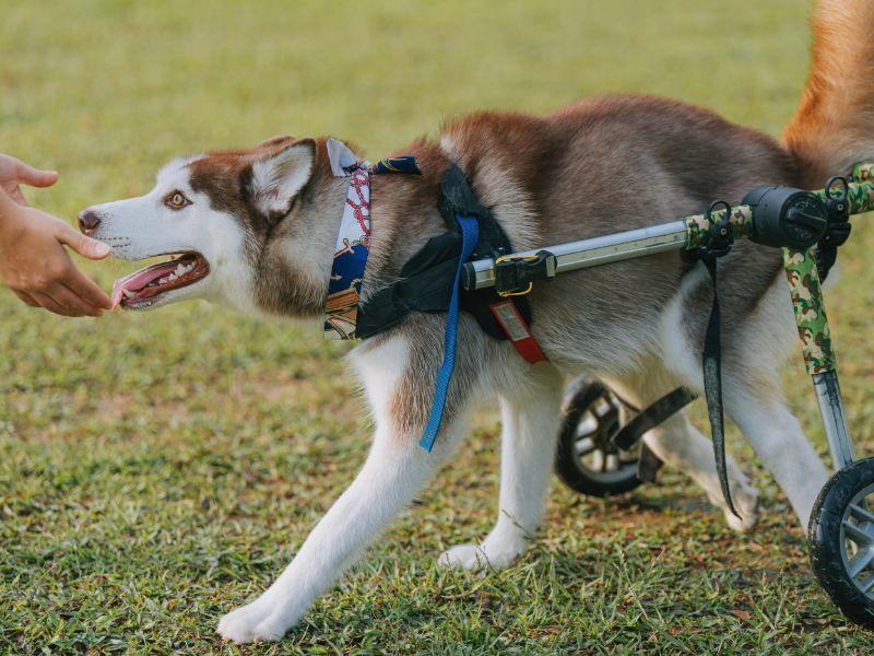 Joint issues can be bigger problems in dogs if not fixed, like this husky limping and with a wheelchair