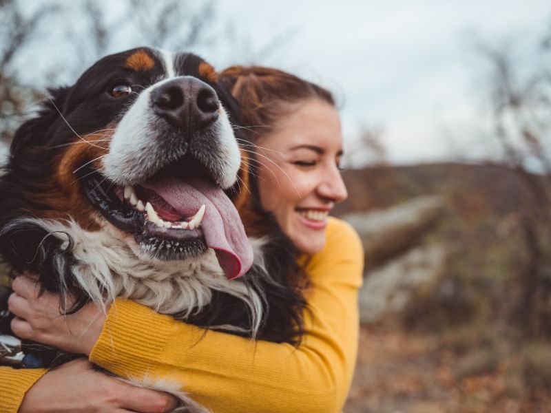 Woman hugging happy Bernese Mountain Dog that is not constipated