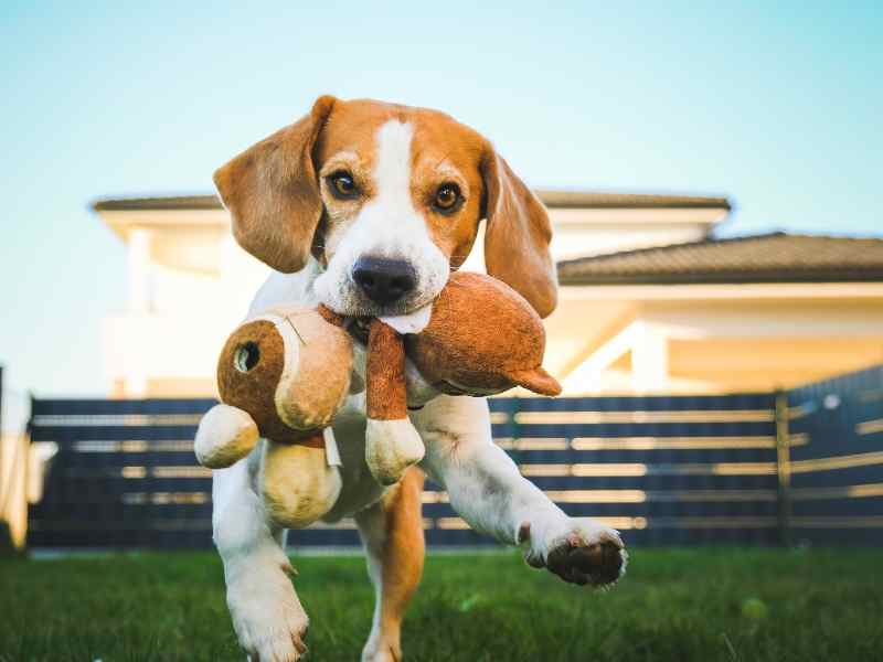 Photo: A Beagle puppy holds a duck toy.
