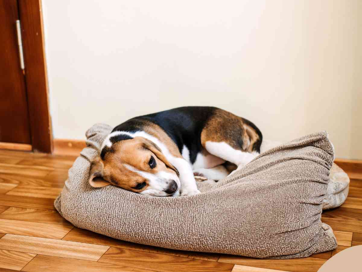 Photo: A Beagle suffers from pancreatitis and lays on its dog bed.