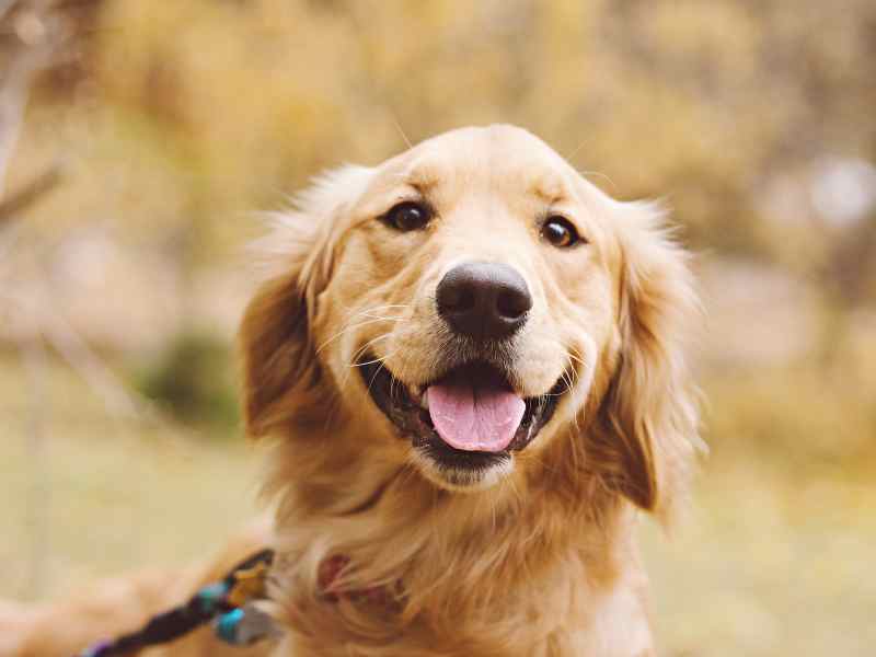 Photo: A Golden Retriever looks at the camera smiling.