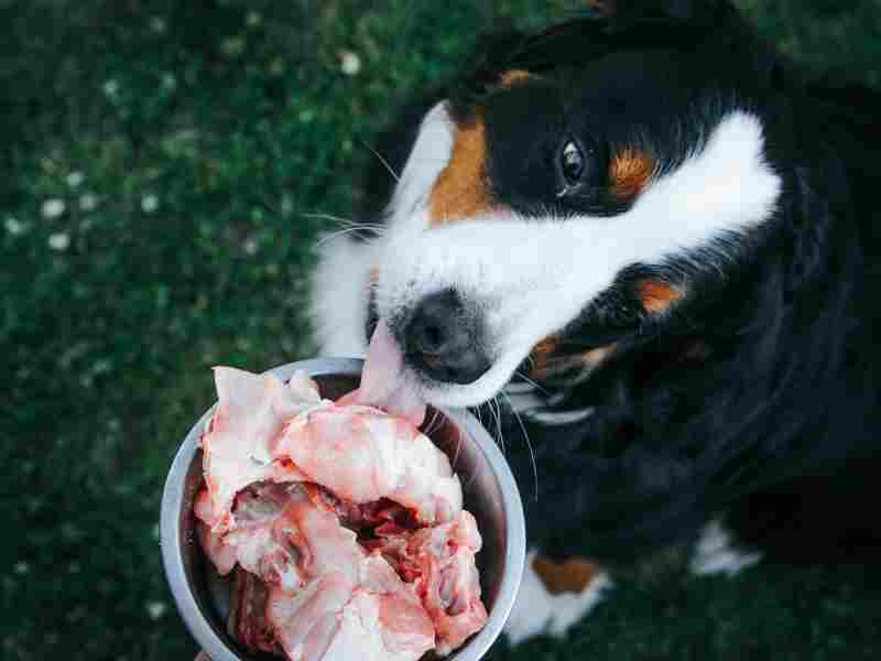 Photo: A Bernese Mountain dog eats raw chicken from its bowl.