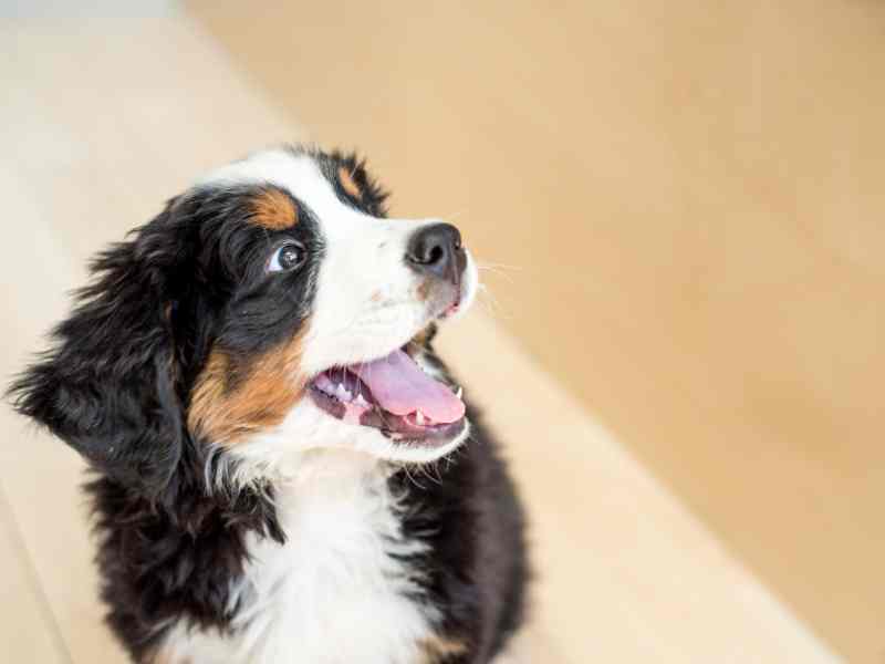 Photo: A Bernese Mountain puppy smiles widely as it looks off to the side.