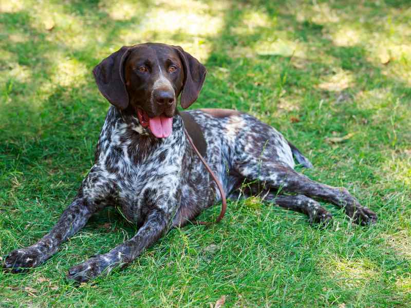 Photo: A German Shorthaird Pointer lays in a field.