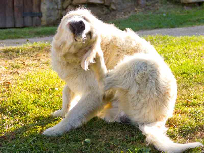 Photo: A Great Pyrenees scratches from dog seasonal allergies.