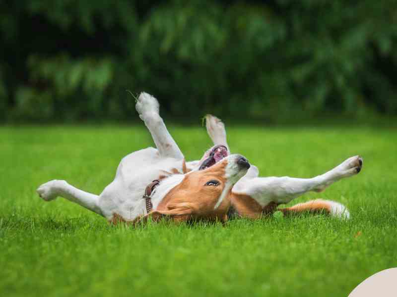 Photo: A Jack Russell Terrier rolls in the grass scratching its back.
