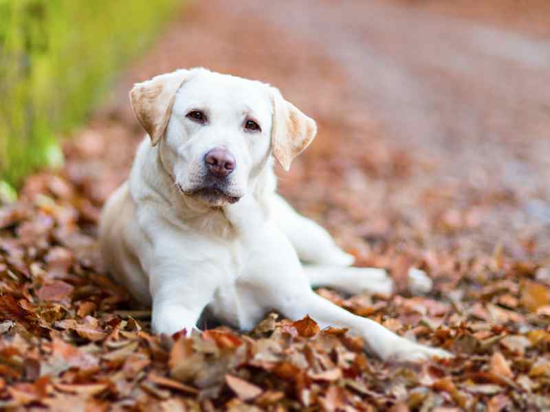 Photo: A Labrador Retriever sits in a field of leaves.