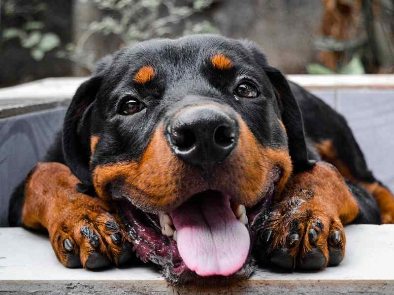 Photo: A Rottweiler puppy smiles at the camera.