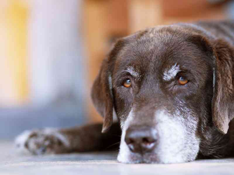 Photo: A Senior Chocolate Lab looks tired at the camera.