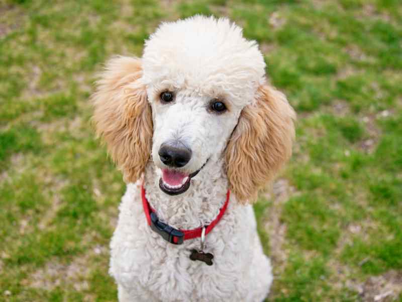 Photo: A Standard Poodle Sits In A Field.