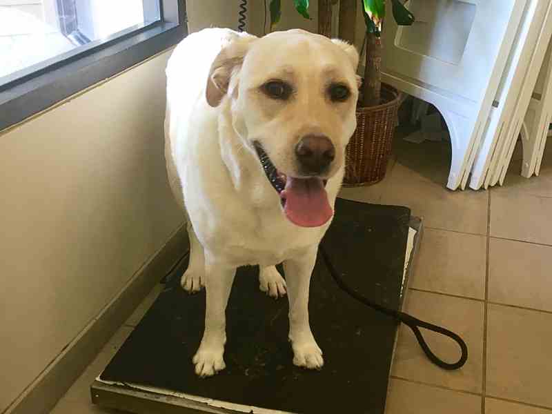 Photo: A Yellow Labrador Retriever is on a scale at the vets office.
