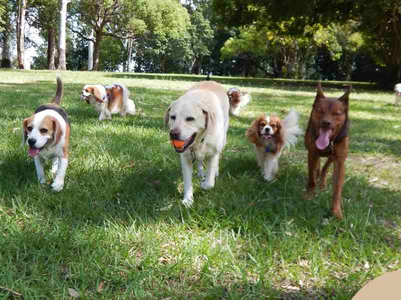 Photo: A field of dogs plays with each other at a bark park.