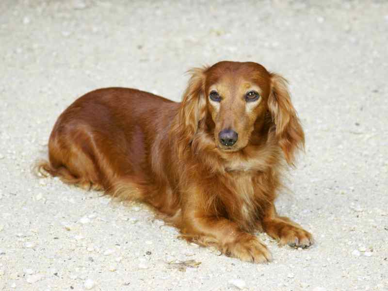 Photo: A Long-Haired Dachshund sits in a field. 
