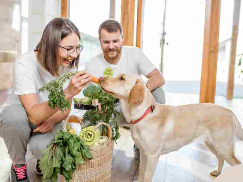 Photo: A man and a woman feed their Labrador Retriever vegetables.