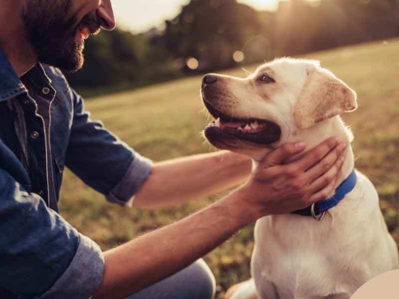 Photo: A man gives his Labrador Retriever pets in a park.
