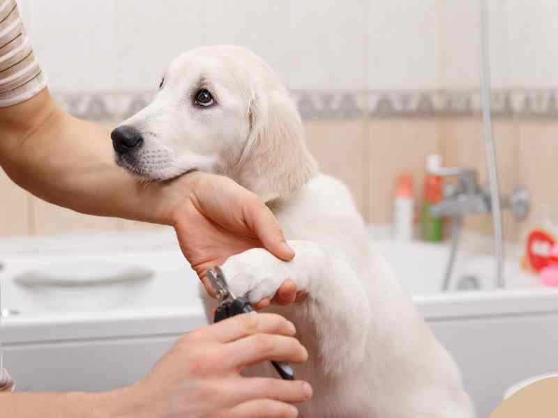Photo: A man trims the nails of his Golden Retriever puppy in the bathroom.