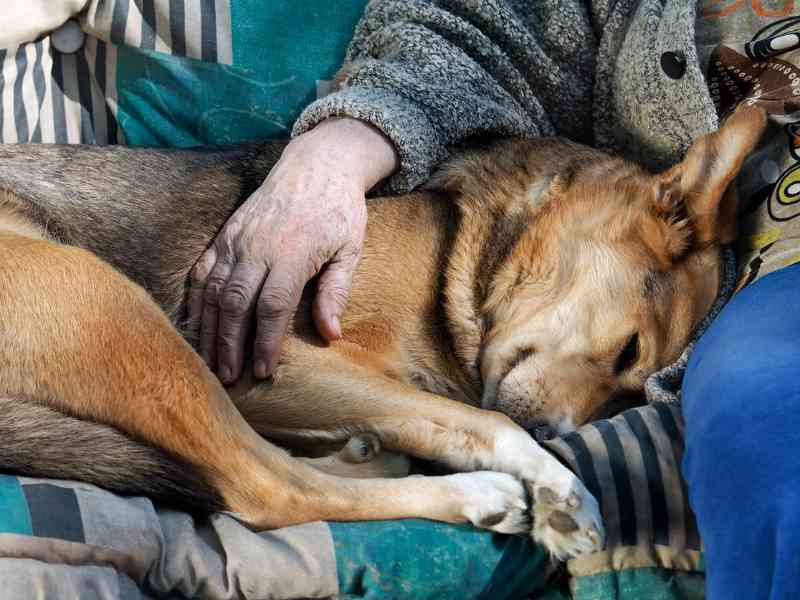Photo: A senior dog nuzzles on the sofa with its human.