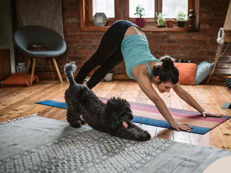 Photo: A small poodle does yoga stretches with its owner.