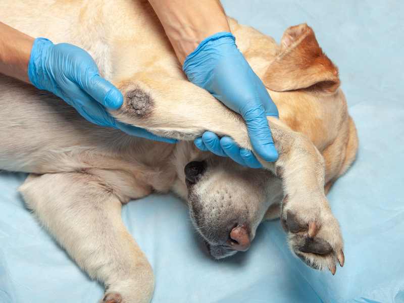 Photo: A vet examines a dog with elbow dysplasia.