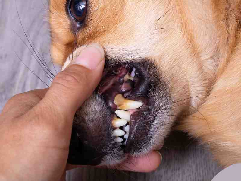 Photo: A vet pulls back the snout of a dog revealing built up plaque and tartar--signs of periodontal disease.