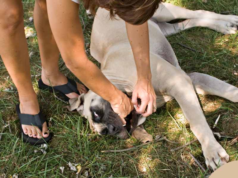 Dog Choking: How To Do The Heimlich Maneuver For Dogs